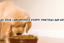 Feeding Your Labradoodle Puppy: Portions and Routine