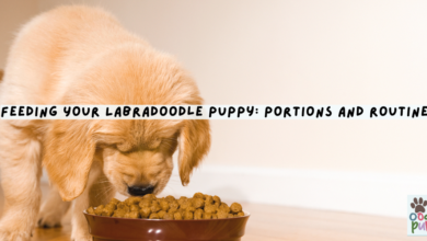 Feeding Your Labradoodle Puppy: Portions and Routine