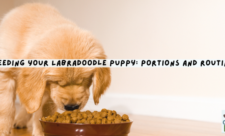 Feeding Your Labradoodle Puppy: Portions and Routine