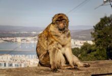 comprehensive novine kurir overview