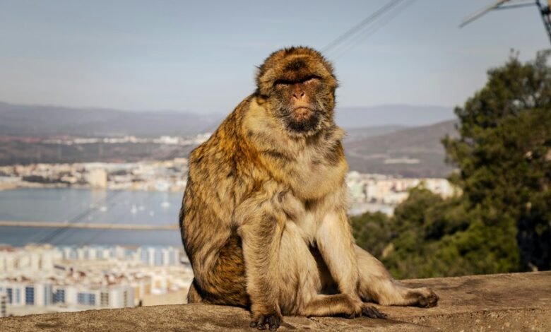 comprehensive novine kurir overview