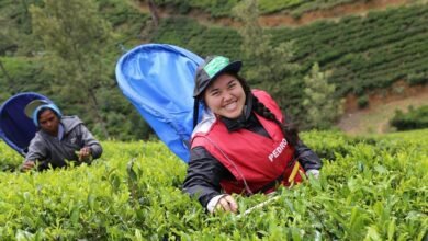 movie downloading platform explained