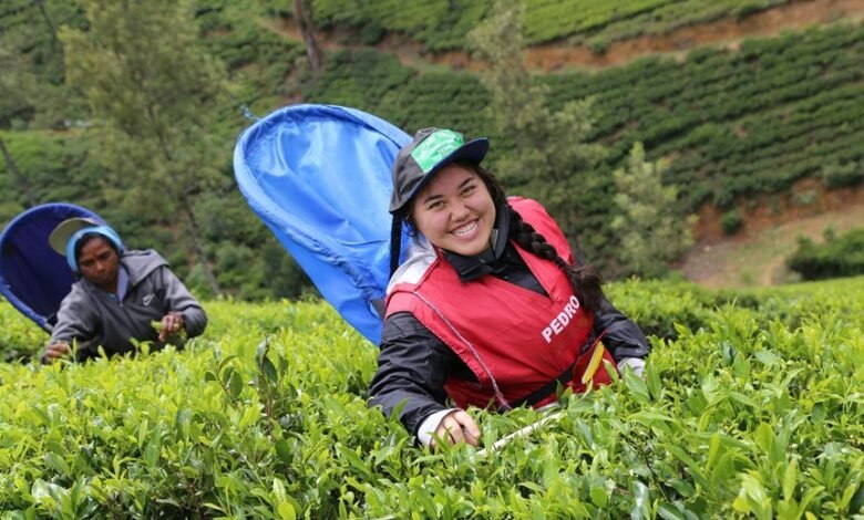 movie downloading platform explained