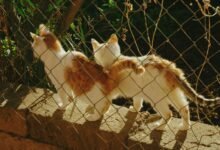 sun pharma account access guide