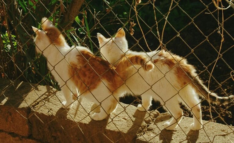 sun pharma account access guide